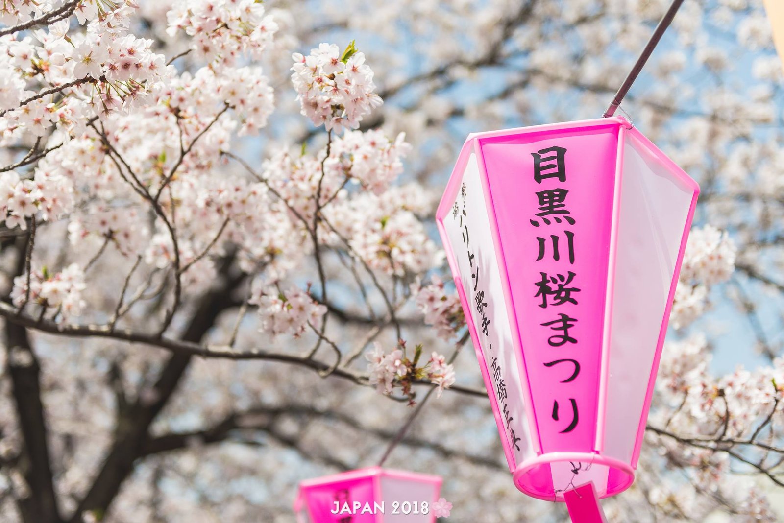 Sakura at Tokyo