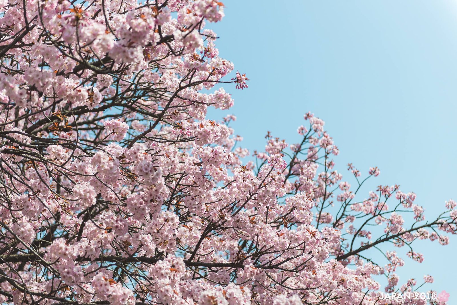 Sakura at Tokyo